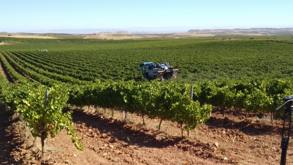 El cava aragonés mira de reojo la sequía y la falta de uva en Cataluña