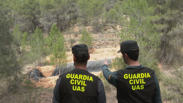 Imagen de ‘Objetivo’ muestra cómo se desmantelan las plantaciones de marihuana en Aragón