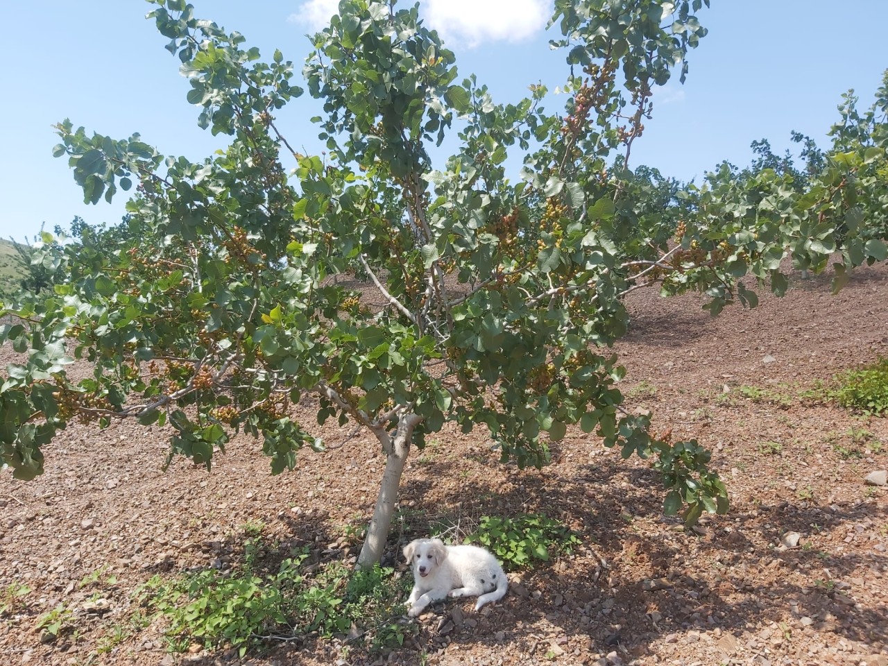 Aragón tiene ya mil hectáreas de cultivo de pistacho y unos 150  agricultores dedicados a su producción | Noticias | Aragón Noticias (CARTV)