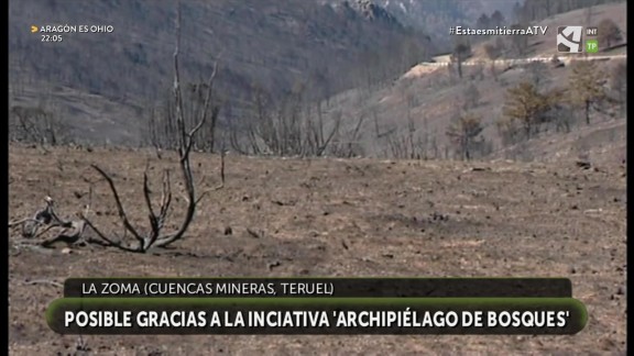 Reforestación de La Zoma tras el incendio de 2009