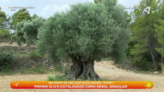 Primer olivo catalogado como árbol singular