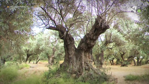 Bosque de olivos