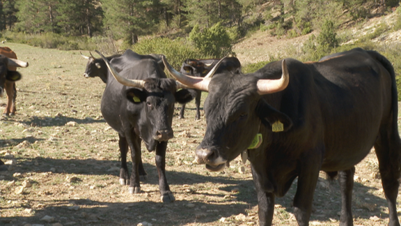Los tauros arraigan en la Sierra de Albarracín