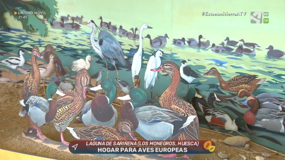 La Laguna de Sariñena, un oasis para las aves