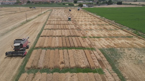 Las nuevas variedades de cereal, esenciales para mejorar la rentabilidad del campo aragonés