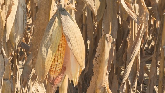 El calor, la sequía y las plagas reducen un 30% la cosecha del maíz en Aragón