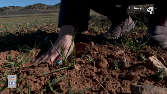 Cae la producción agrícola en Aragón