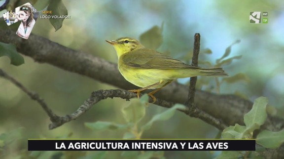La agricultura intensiva y las aves