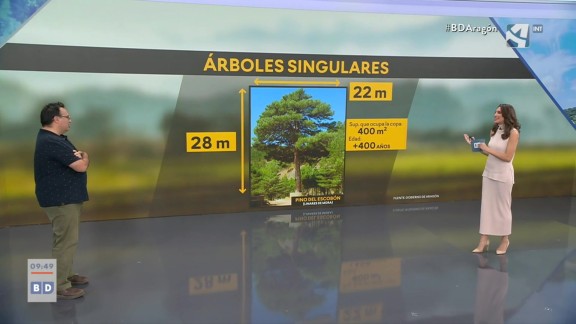 Árboles singulares: 46 ejemplares en Aragón