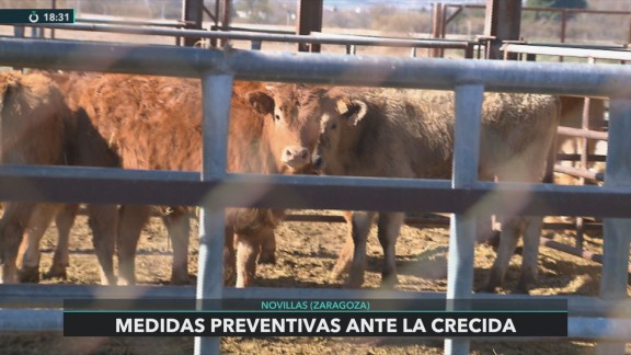 Agricultores y ganaderos toman medidas de prevención ante las crecidas