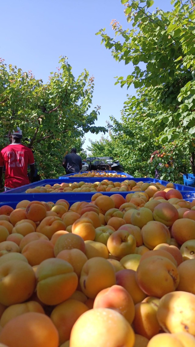Imagen de ‘Tempero’ pone el foco en el arranque de la campaña de la fruta