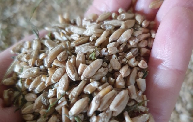 Imagen de ’Tempero’ analiza la cosecha del cereal tras la sequía y muestra el modelo de Granja Circular