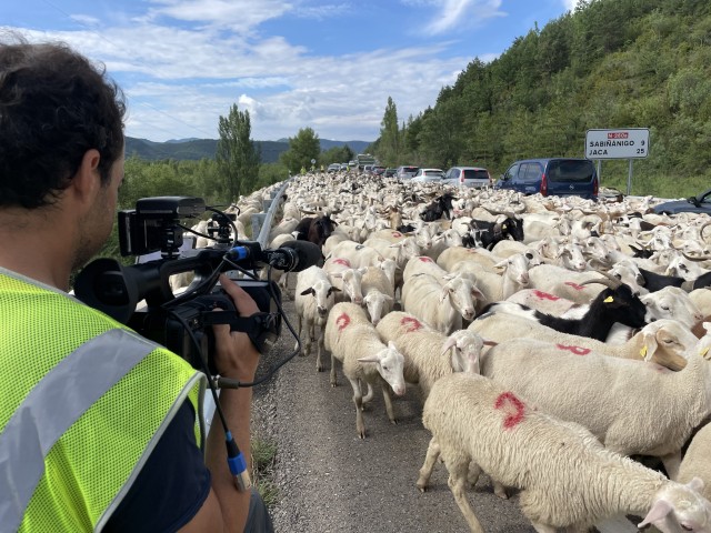 Imagen de ‘Tempero’ acompaña a 4.000 cabezas de ovino por las carreteras y senderos del Alto Gállego