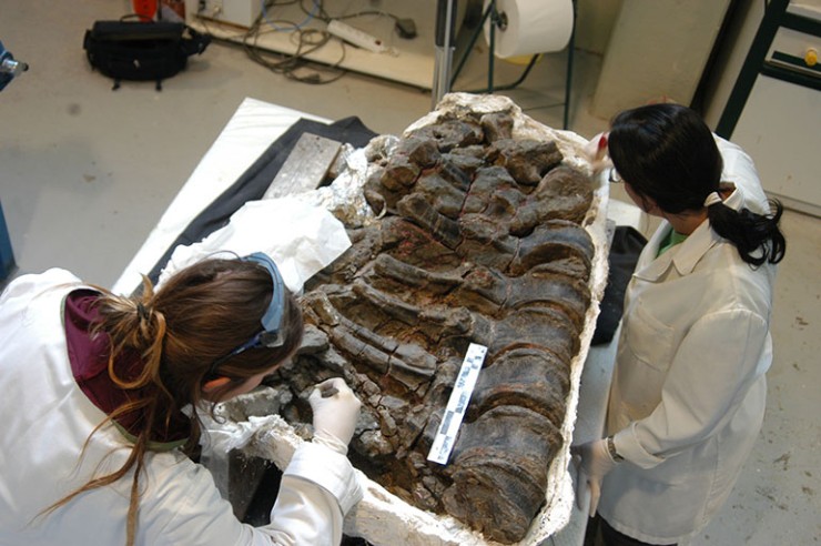Preparación de los fósiles en el laboratorio de Dinópolis