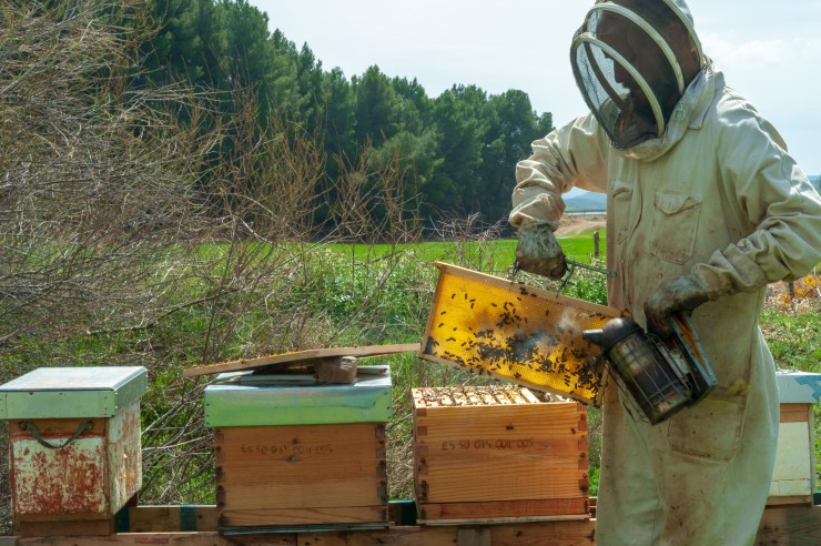 Julio Yagüe, un joven apicultor de Ariza que produce miel desde 2017 (Lares Miel)..