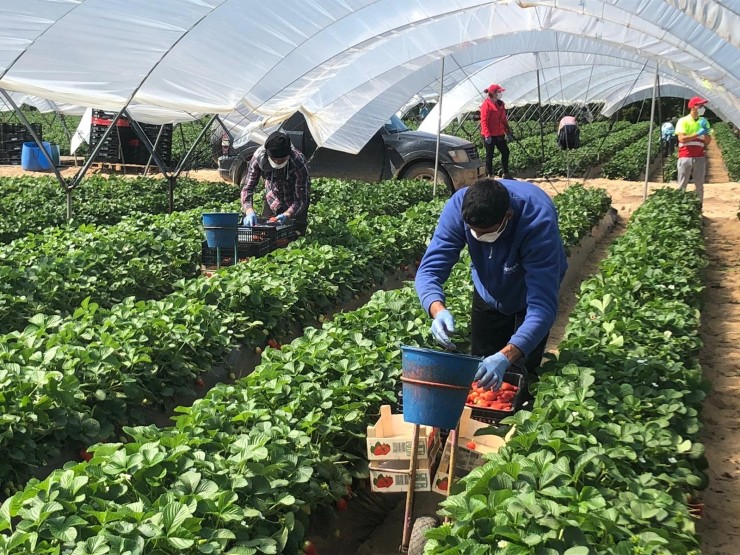 Trabajadores hortofrutícolas en un invernadero.