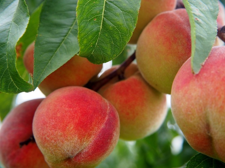 La producción de fruta en Aragón cae un 40%.