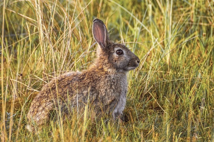 La regulación de la población de conejos es uno de los objetivos de este nuevo plan. (Foto:DGA)