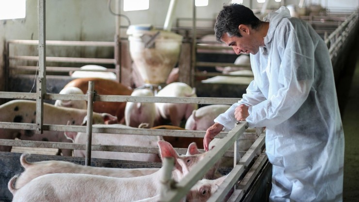 Un trabajador cuidando de los animales en una granja de cerdos (Canva).