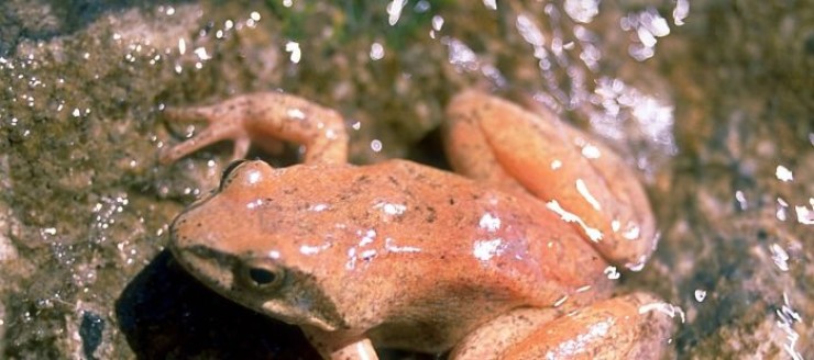 Imagen de una rana pirenaica, en peligro de extinción (Foto: J. Serra-Cobo).