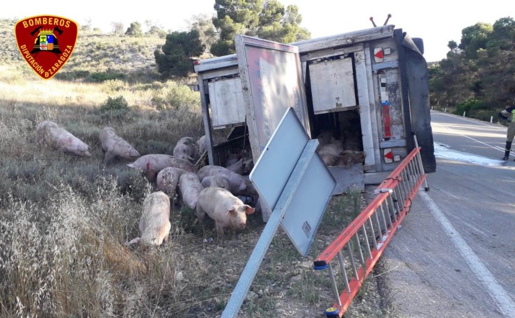 Un camionero ha resultado herido leve tras salirse de la vía y volcar el vehículo que conducía y en el que transportaba cerdos (Bomberos DPZ).