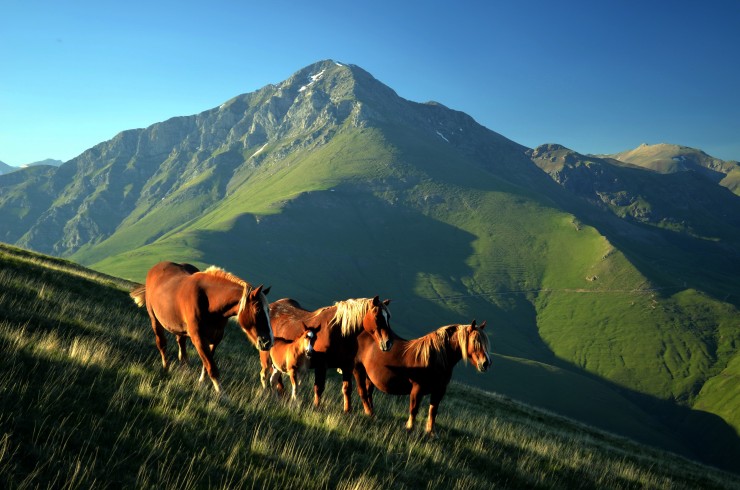 Caballos salvajes, en la montaña (Foto: MITECO).