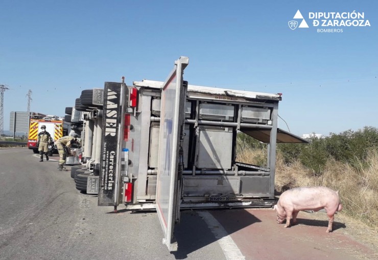 Imagen de uno de los cerdos que transportaba el camión. (Foto: DPZ)