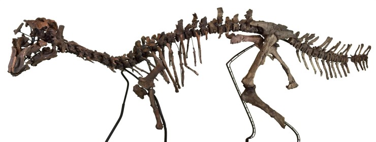 La abundancia de fósiles en el yacimiento de Ariño ha posibilitado la reconstrucción de un esqueleto de Proa, actualmente expuesto en Dinópolis (Fundación Dinópolis).-