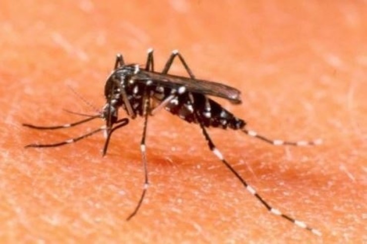 Imagen de un mosquito transmisor del dengue. (EP)