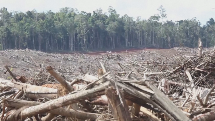 Detener la deforestación es uno de los grandes retos contra el cambio climático.