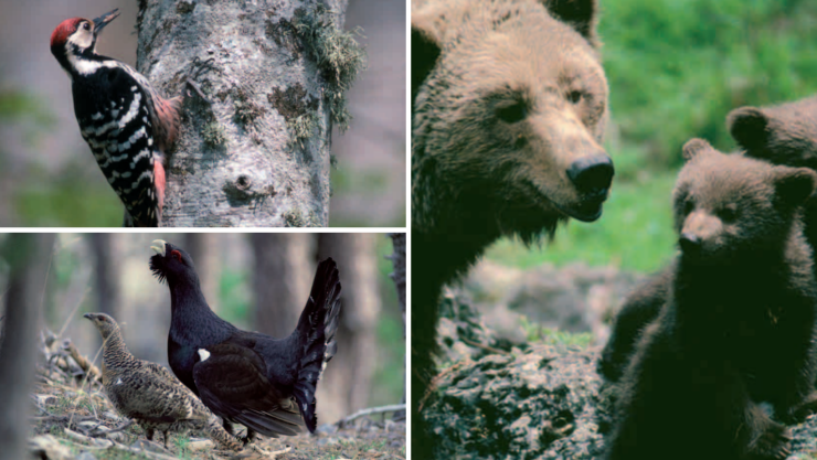 De izquierda a derecha y de arriba a abajo: pico dorsiblanco, urogallo pirenaico y oso pirenaico con sus crías.