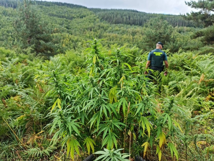 Un agente de la Guardia Civil inspecciona una plantación de marihuana. (EP)