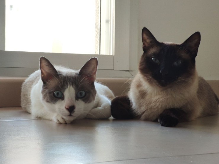 León y Luna, dos gatos caseros que aguardan el turno para ponerse la vacuna.