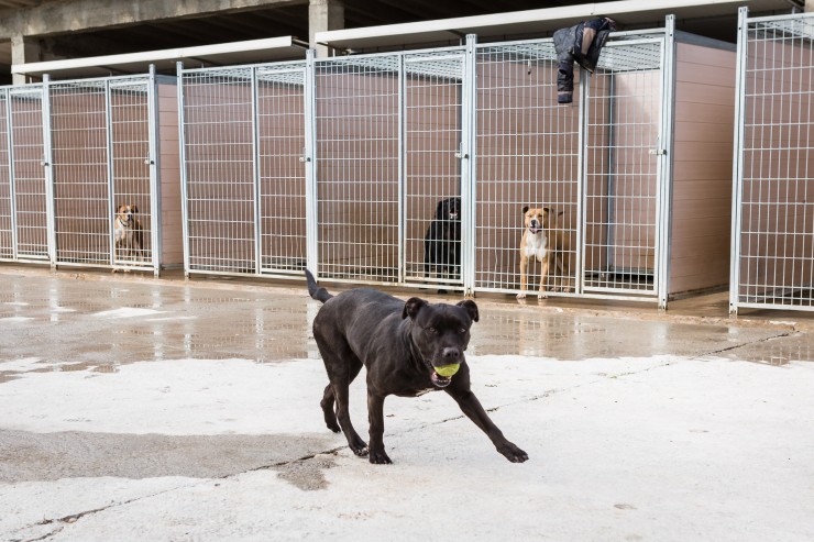 Muchos de los perros pertenecen a razas catalogadas como potencialmente peligrosas. (Foto: Diputación Zaragoza).