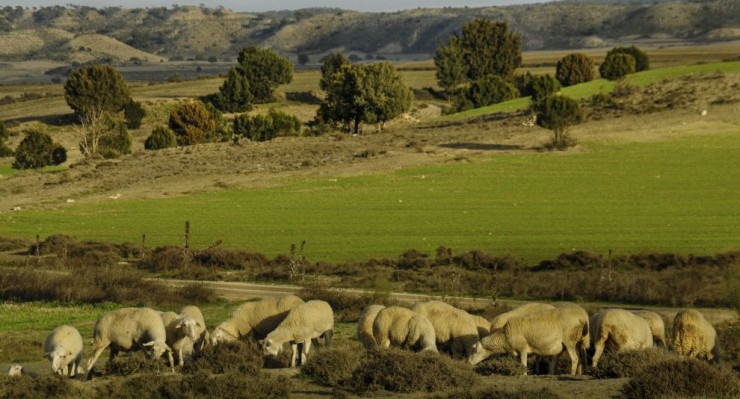 Ganadería extensiva de ovino en Los Monegros.