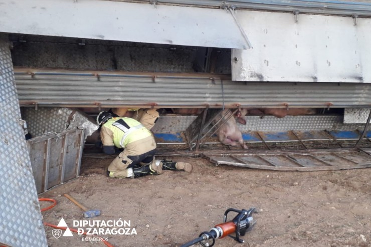 Un bombero libera a los animales atrapados. / Diputación de Zaragoza