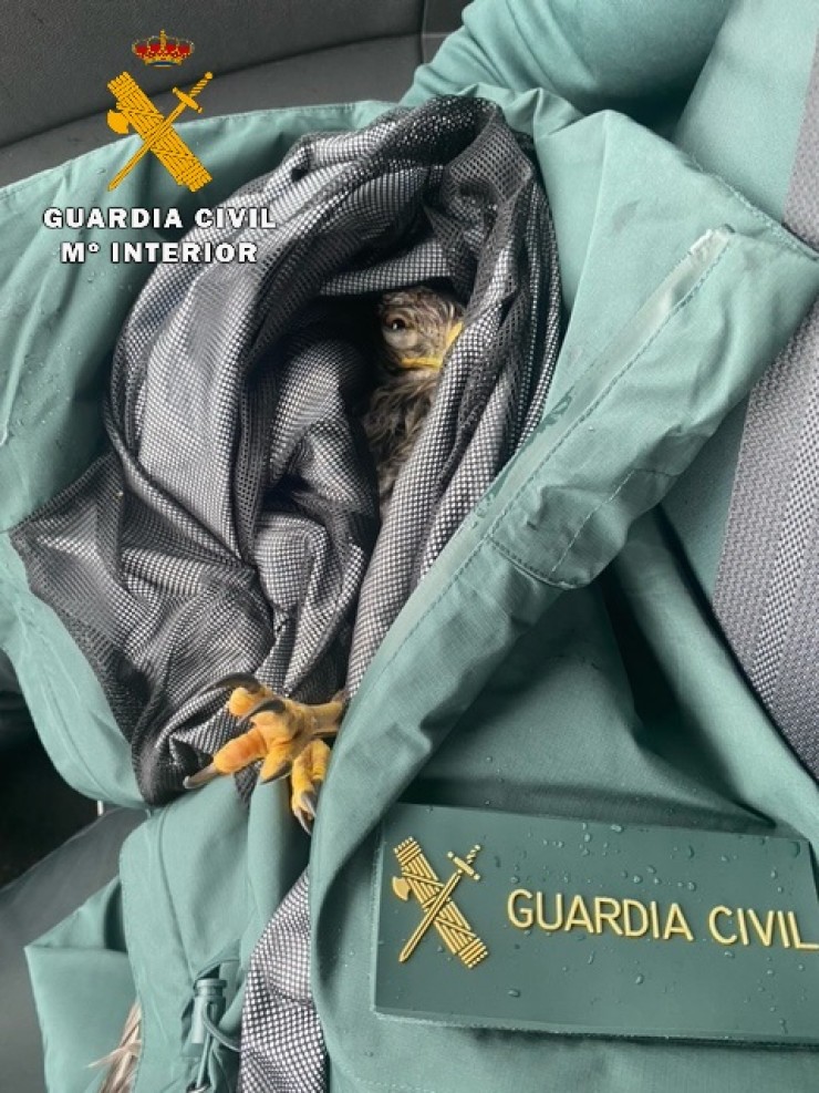 El ejemplar de águila ratonera tras rescatado por los agentes. / Guardia Civil Huesca.