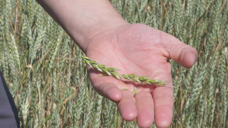Vista de un cultivo de trigo a punto de cosechar