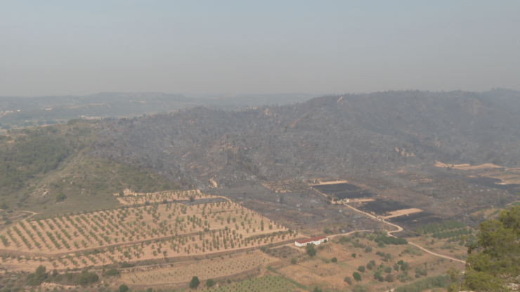 Zona arbolada calcinada en el reciente incendio de Nonaspe.