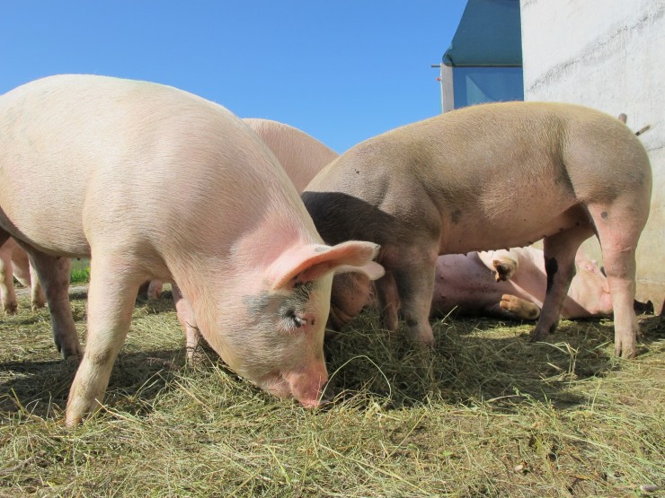 Cerdos en una granja. / JARC.