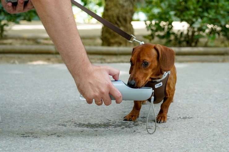 Imagen de archivo de un perro bebiendo agua en un parque. / Europa Press