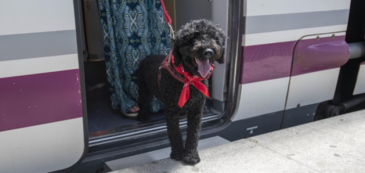 Los perros son bienvenidos en los trenes AVE de Renfe durante tres meses, en un proyecto piloto. / Renfe