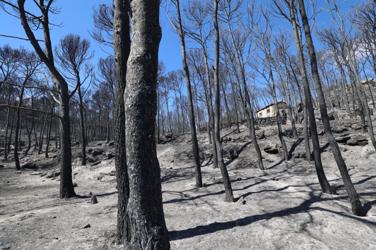 Terrenos afectados por el incendio en la muela del Buste del pasado agosto. / Europa Press