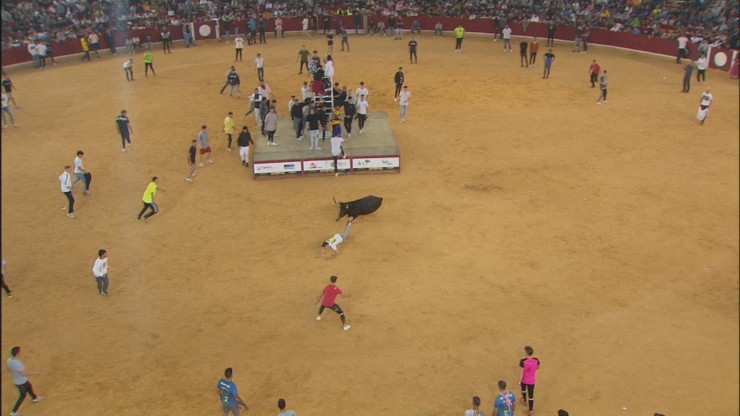 Las vaquillas han vuelto este sábado a la plaza de la Misercordia de Zaragoza. | CARTV