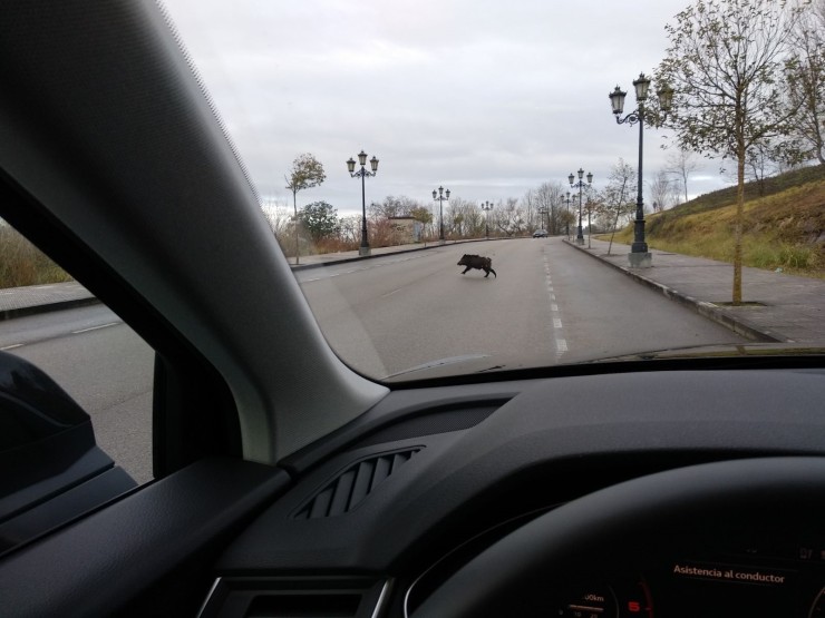 Un jabalí cruza una carretera. / Europa Press