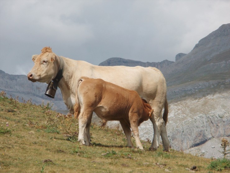 Vacas aragonesas. / Gobierno de Aragón