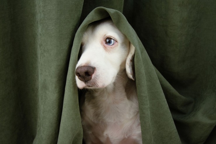 Un perro se esconde tras las cortinas. / Canva