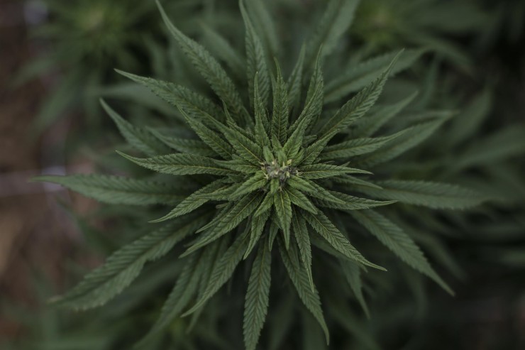Fotografía de una planta para el cultivo de cannabis. (EFE/ Antonio Lacerda).