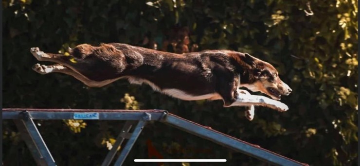 Un can saltando un obstáculo durante la prueba de Agility. / CDE Agility Indog
