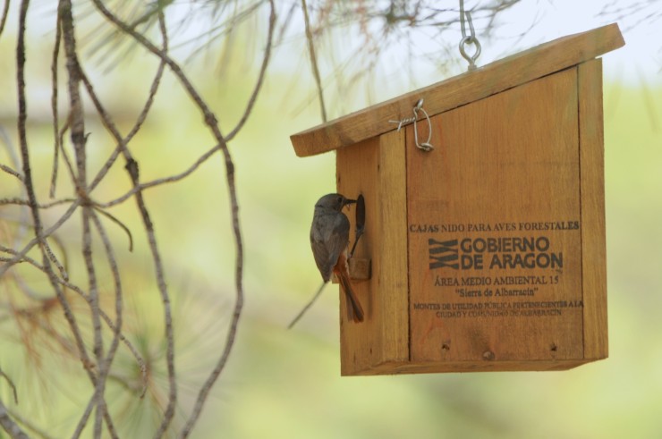 Ejemplar hembra de colirrojo real entrando a una caja nido. | Gobierno de Aragón
